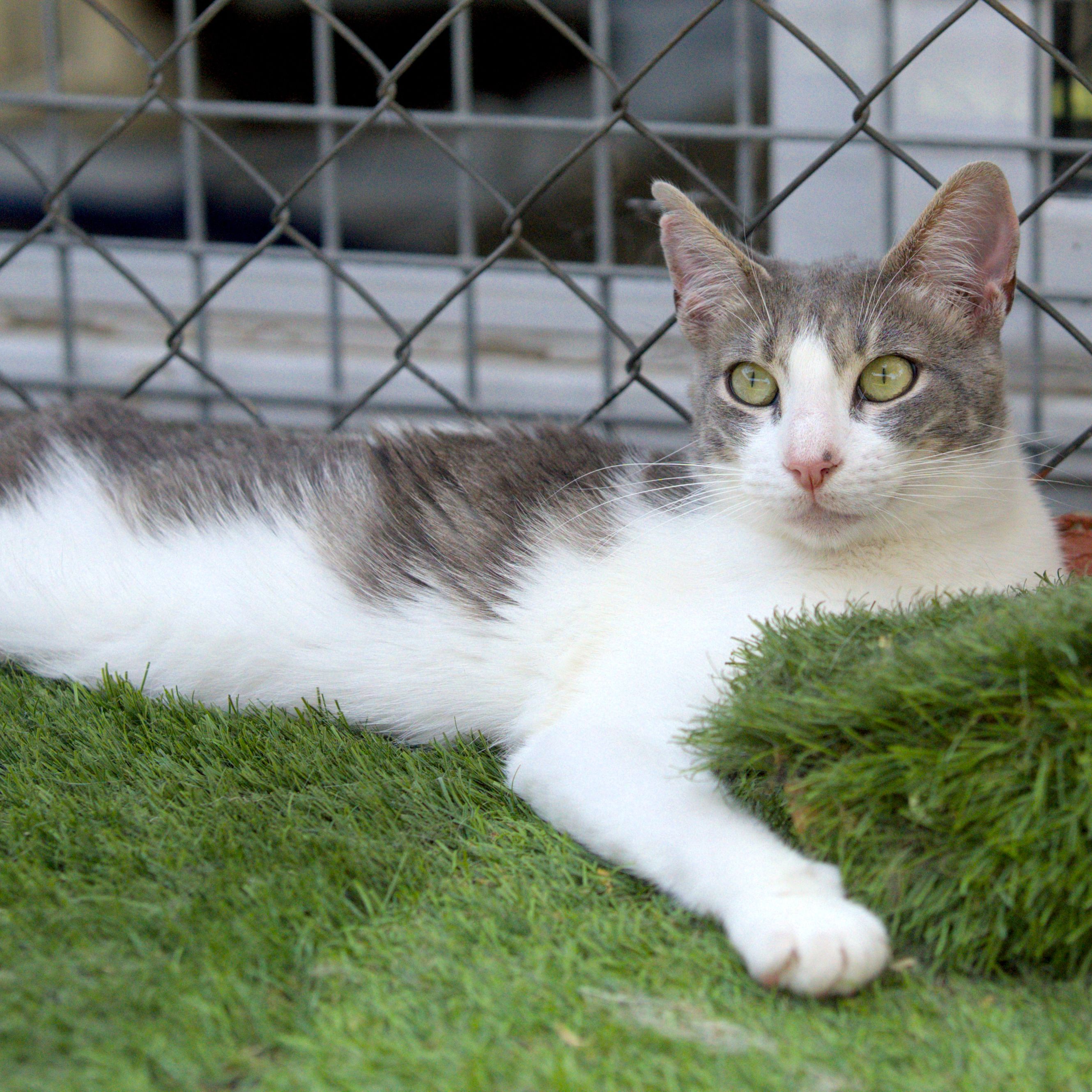 Champi - Al MOMOTARO CAT CAFE