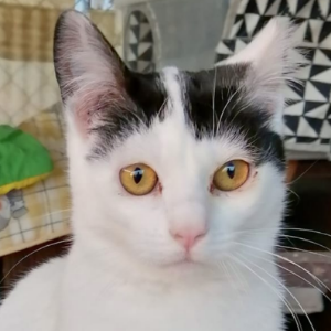 Nara - Cat - 11pets: Adopt