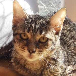 Pistacho - Cat - 11pets: Adopt
