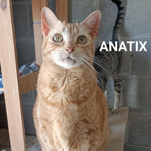Anatix