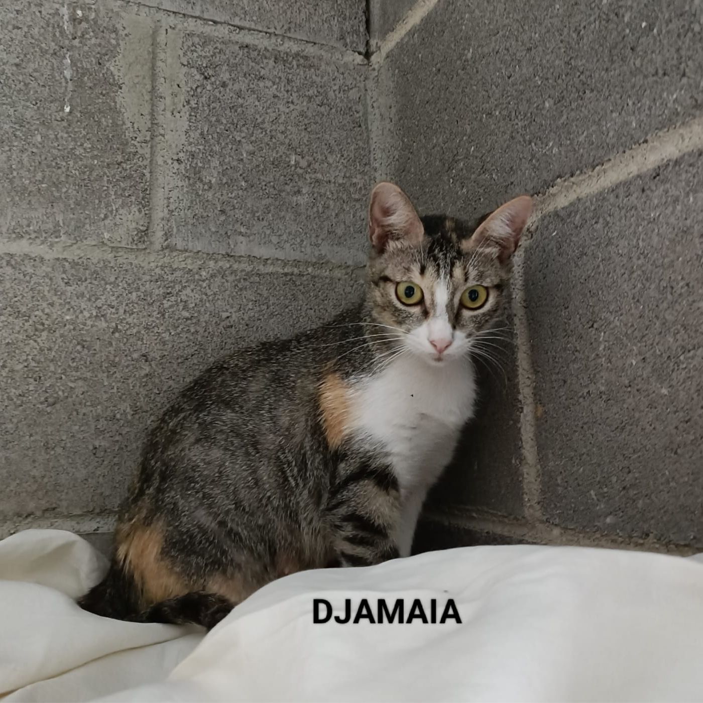 Djamaia