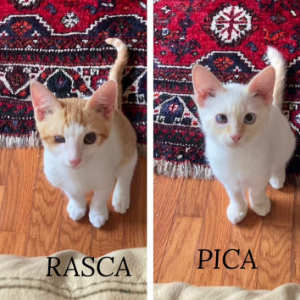 Rasca - Cat - 11pets: Adopt