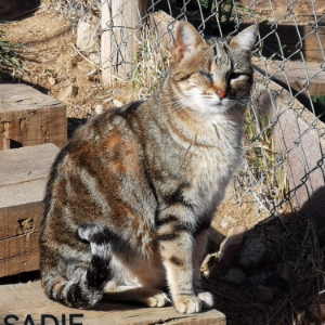 Sadie - Cat - 11pets: Adopt