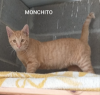 Monchito