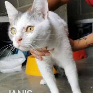 Janis - Cat - 11pets: Adopt