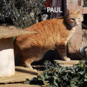 Paul - Cat - 11pets: Adopt