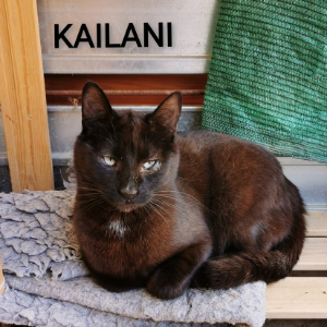 Kailani - Cat - 11pets: Adopt