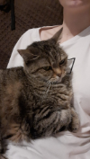 ILSA