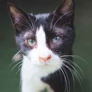 PENEO - Cat - 11pets: Adopt
