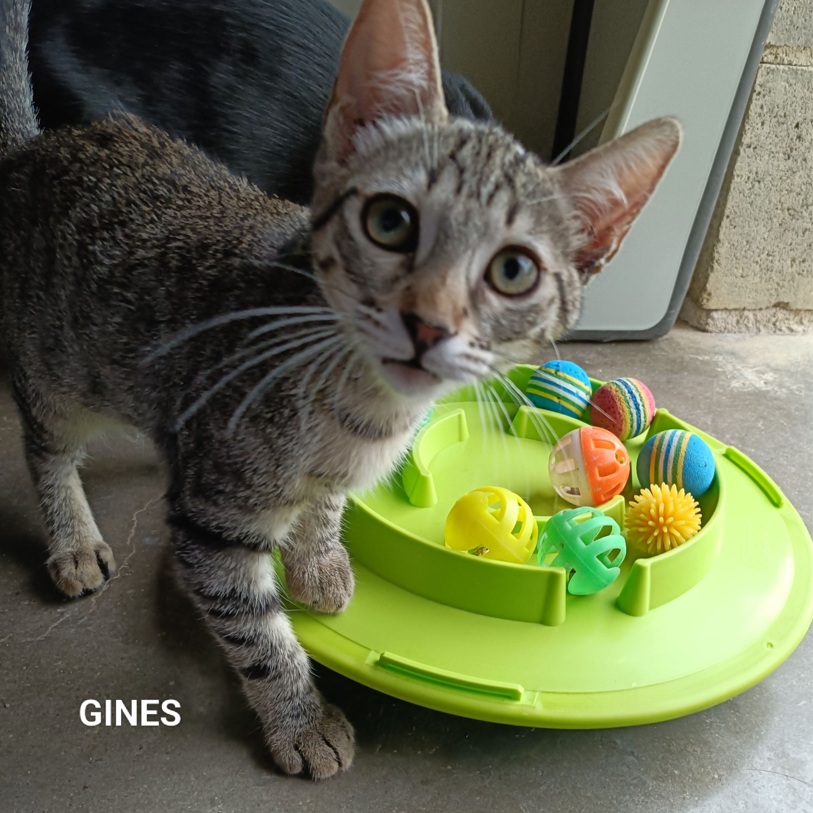 Ginès