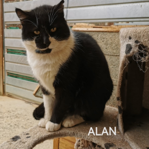 Alan  - Cat - 11pets: Adopt