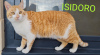 ISIDORO
