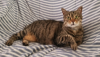 ILSA