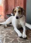Timba