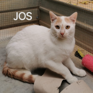 Jos  - Cat - 11pets: Adopt