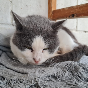 Rocky - Cat - 11pets: Adopt