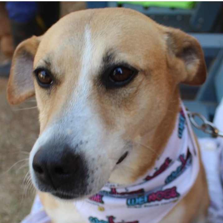 Snoopy Pets For Adoption 11pets Adopt