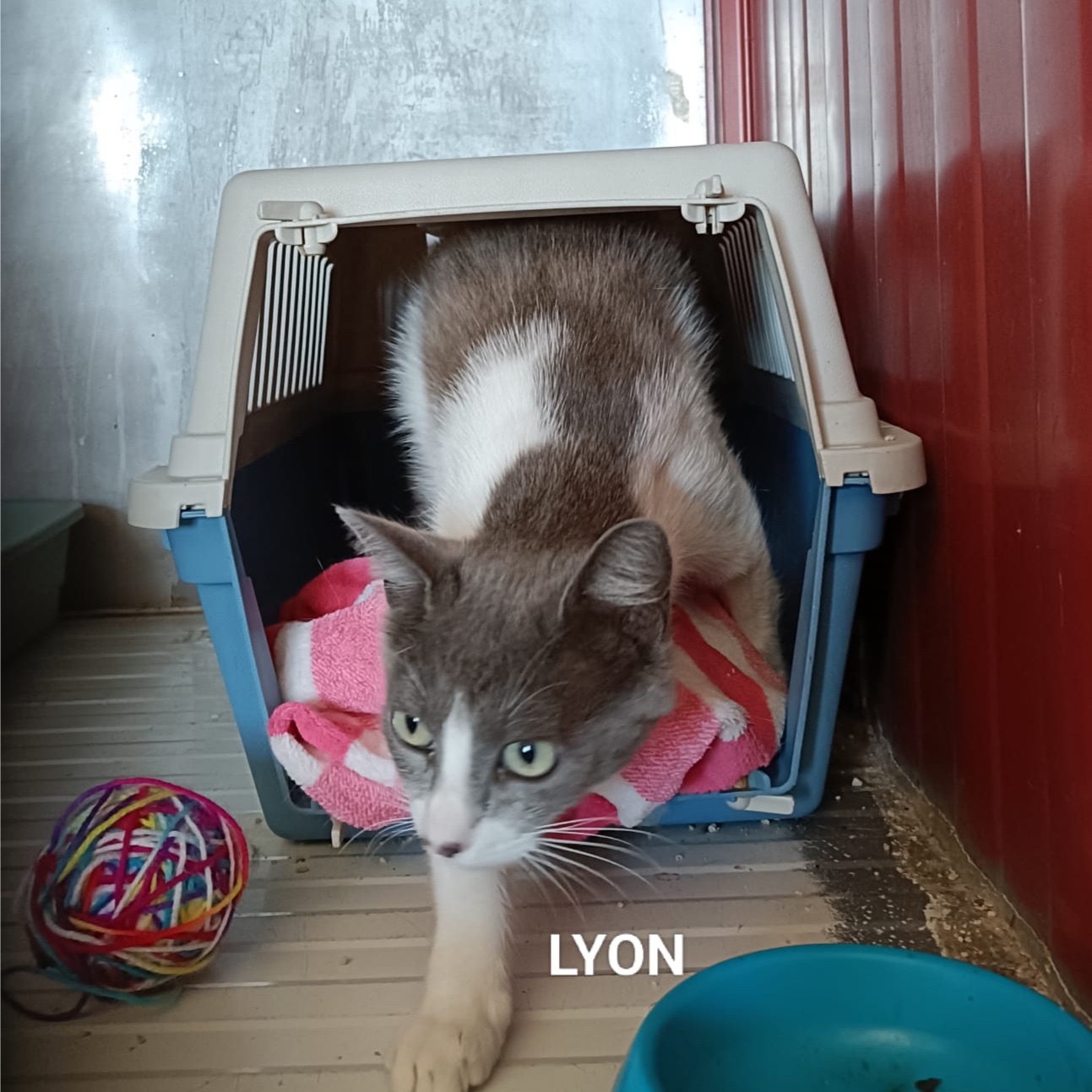 Lyon
