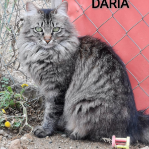 Daria  - Cat - 11pets: Adopt