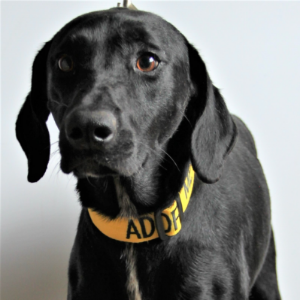 Cadro - Dog - 11pets: Adopt