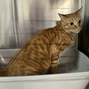 Ginger - Cat - 11pets: Adopt
