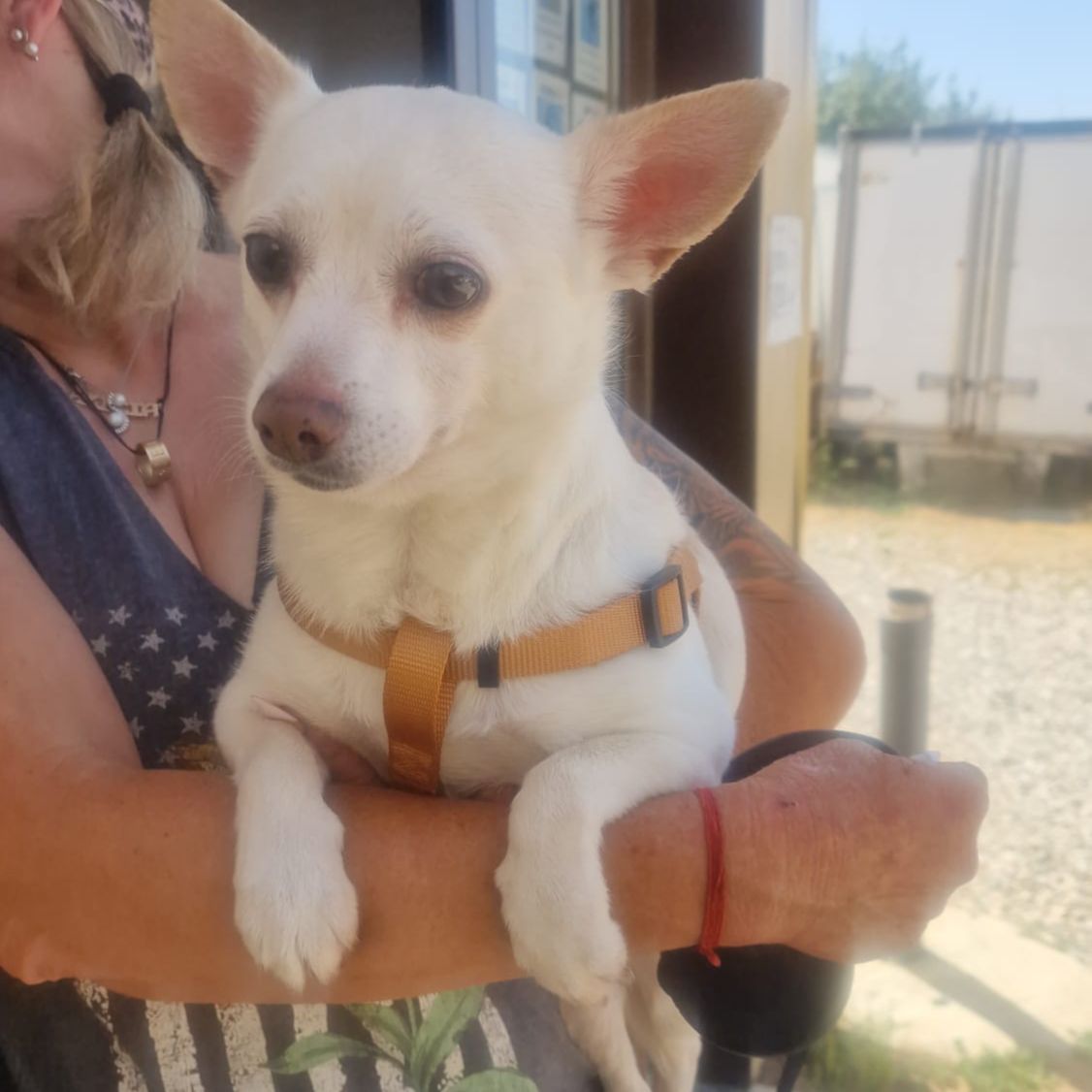 Copito
