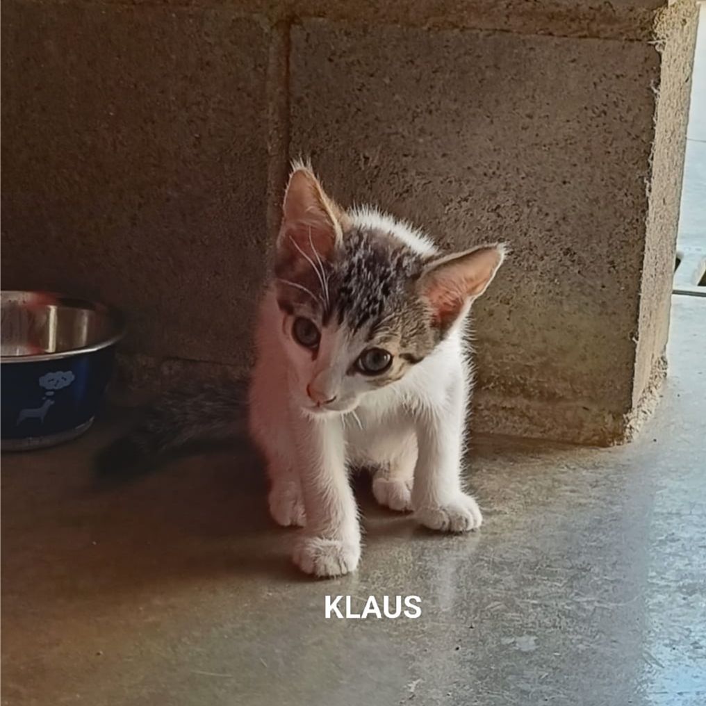 Klaus