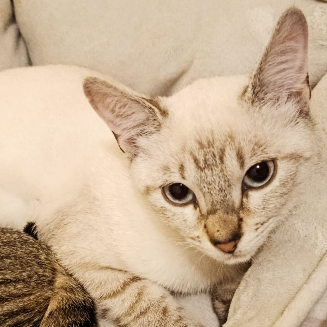 Fobos - AL MOMOTARO CAT CAFE