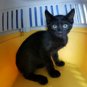 Bimori - Cat - 11pets: Adopt