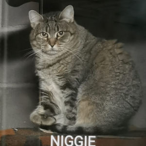Niggie - Cat - 11pets: Adopt