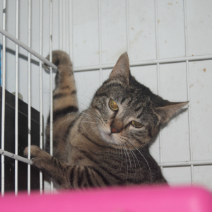 Michico - Cat - 11pets: Adopt