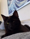 TOOTHLESS 
