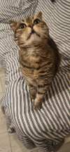 ILSA