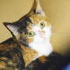 NEULA