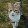 Rubí