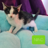 NINa