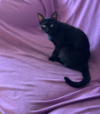 INDI