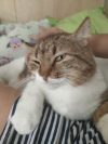GORDI