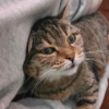ILSA
