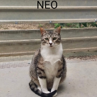 Neo