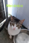 MECANICO