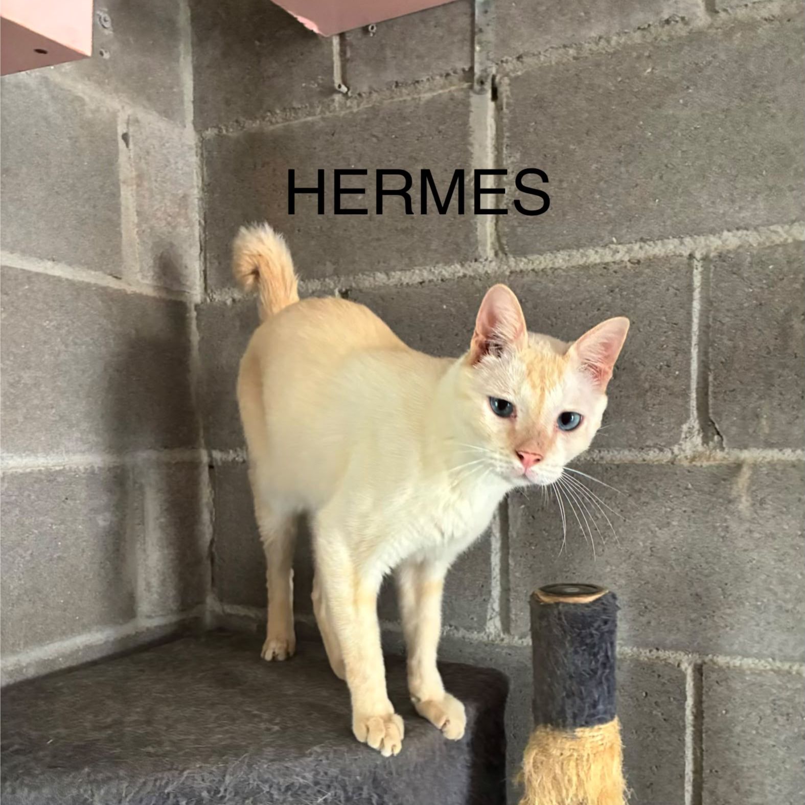 Hermes