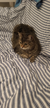 ILSA