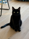 INDI