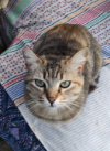 Michi