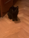 INDI