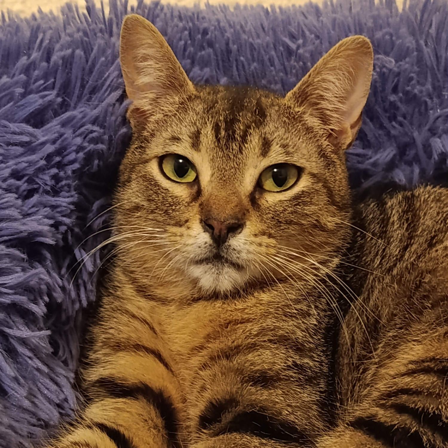 Rovelló- MOMOTARO CAT CAFE