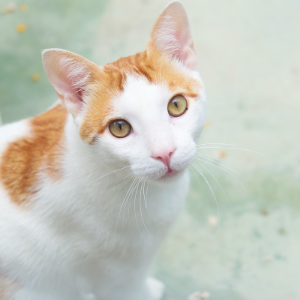 ORANGINA - Cat - 11pets: Adopt