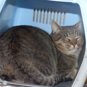 Buda - Cat - 11pets: Adopt