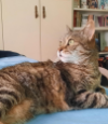 ILSA